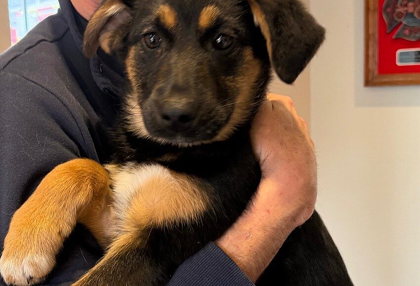 Rescues of the Week: A litter of 5 shepherd mix puppies